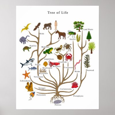 Tree of Life Posters by bobby77lee