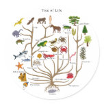 Tree Of Life