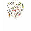 Tree Of Life t-shirts