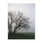 Tree postcards