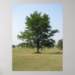 Tree posters