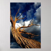 tree poster