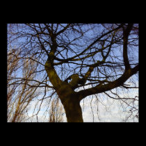 Tree Poster Photo Print