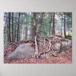 Tree roots in Autumn poster print