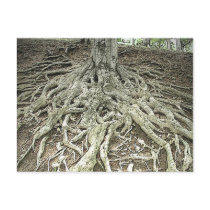 Tree Roots Postcards
