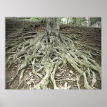 Tree Roots Poster