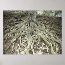 Tree Roots Poster