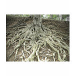 Tree Roots t-shirts