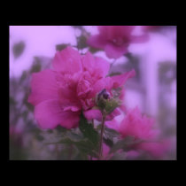Tree Rose Of Sharon posters