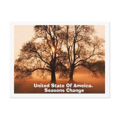 Tree, Seasons Change, United State Of Ameica. Postcards by adeolagbadamosi