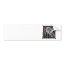 Tree Squirrel  Bumper Sticker