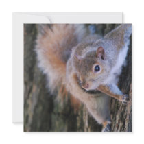 Tree Squirrel  Invitations