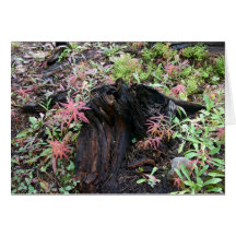 Tree Stump Card