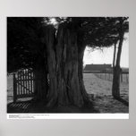 Tree Stump, Gate, and Distant Barn, March 1962 Poster