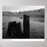 Tree Stump, Pond, and Reclaimed Forest Land, 1966 Posters