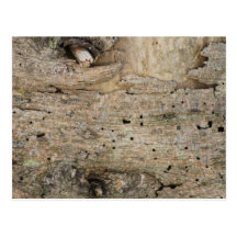 Tree Stump Postcard
