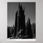 Tree Stumps, northern California, August 1966 Poster