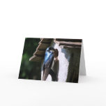 Tree Swallow Card