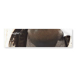 Tree Swallow in box Bumper Stickers
