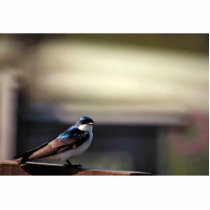 Tree swallow cut out
