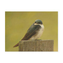 Tree Swallow Post Card