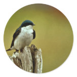 Tree Swallow stickers