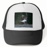 Tree Swallow with bug Hats