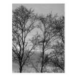 tree tops postcard