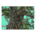 Tree Trunk Aqua Blue cards