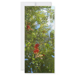 Tree with red flowers rack cards