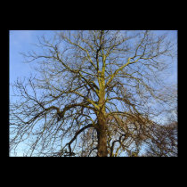 Tree Without Leaves Photo Print