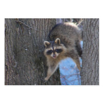 Treed Coon ~ ATC