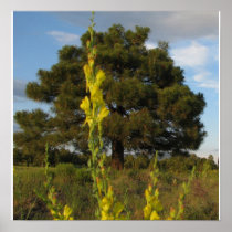 Trees and Flora Poster