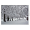 trees and snow greeting card