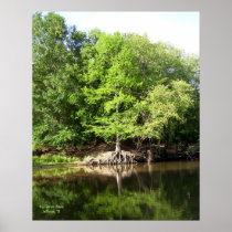 Trees at Big Cypress Bayou Print