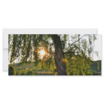 Tree's eye rack cards