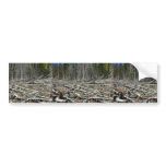 Trees Fallen Down Bumper Sticker