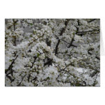 Trees in bloom card