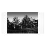 trees in grayscale