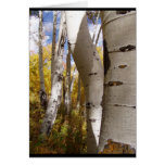 trees in jackson hole cards