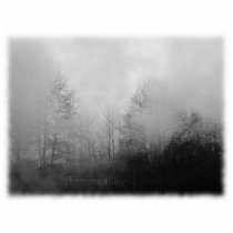 Trees in Mist. Black and White. Photo Sculptures