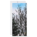Trees in Snow rack cards