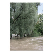 Trees in the water, River Rhine, Rheinfelden Art Photo