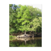 Trees of Big Cypress Bayou Postcard