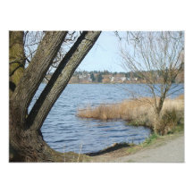 Trees On Water's Edge Photo