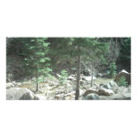 Trees photo cards
