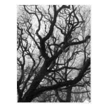 Trees Post Card