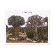 Trees Postcards