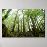 trees posters
