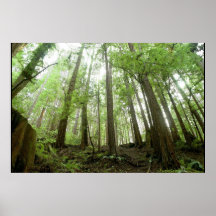 trees posters